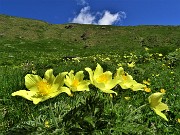 18 Estese fioriture di Pulsatilla alpina sulphurea (Anemone sulfureo) sul sent. 109 unificato sol 101
